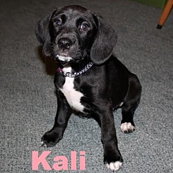 Thumbnail photo of Kali - Adopted/FTA Jan 2016 #2