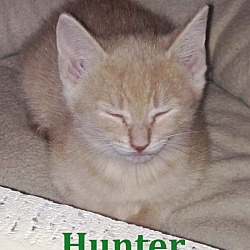 Thumbnail photo of Hunter - FTA April 2016 #4
