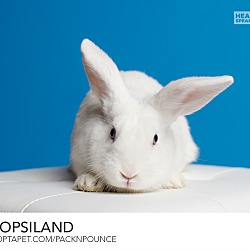 Thumbnail photo of Flopsiland #1