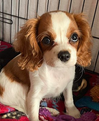 king charles spaniel puppy rescue