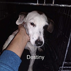 Thumbnail photo of Destiny #4