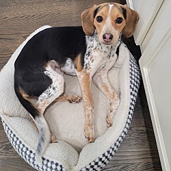 Photo of Betty (7 Beagles)