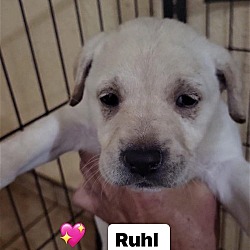 Thumbnail photo of Ruhl #3