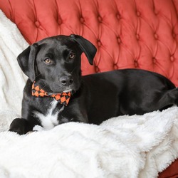 Photo of Ichabod