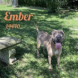 Thumbnail photo of Ember #3