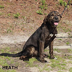 Photo of Heath