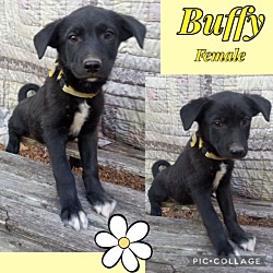 Photo of Buffy in CT