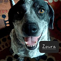 Thumbnail photo of Zoura - DNA tested #3