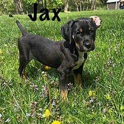 Photo of Jax