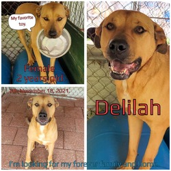 Thumbnail photo of Delilah #4