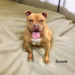 Photo of Scoob