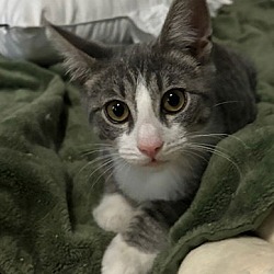 Thumbnail photo of Sally, Jenkintown PetSmart (FCID 07/02/2024-147) #1