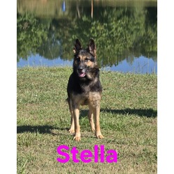 Thumbnail photo of Stella #1