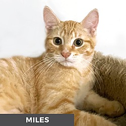 Thumbnail photo of Miles #2