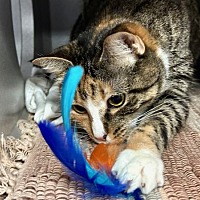 adopt a pet