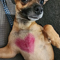adopt a pet