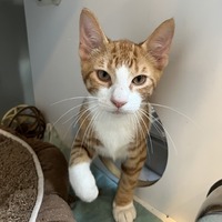 adopt a pet