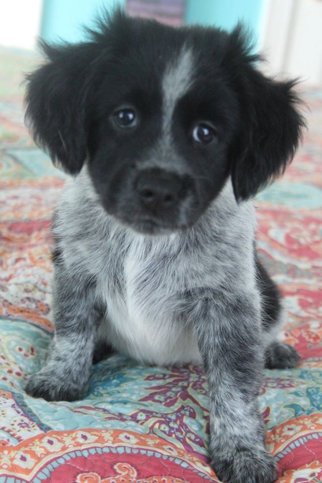 golden retriever and blue heeler mix