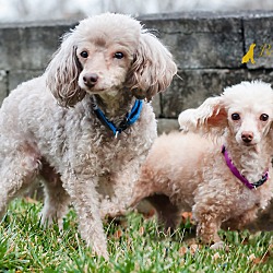 Thumbnail photo of Nyree and Teddy- BONDED PAIR #2