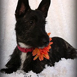 Thumbnail photo of Thelma-adoption pending #2