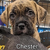 Photo of Chester F