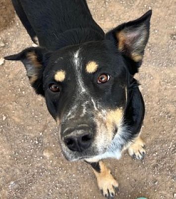 Kingman, AZ - Shepherd (Unknown Type)/Australian Cattle Dog. Meet Tonk ...