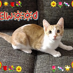Photo of Elwood