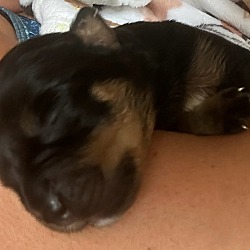 Photo of Star