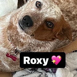 Photo of Roxy