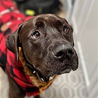 adopt a pet