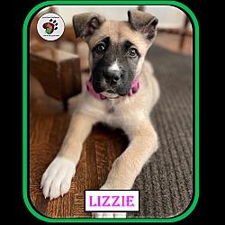 Thumbnail photo of Lizzie - Single puppy #2