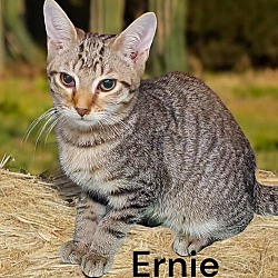 Thumbnail photo of Ernie #1