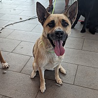 adopt a pet