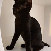 adopt-pet