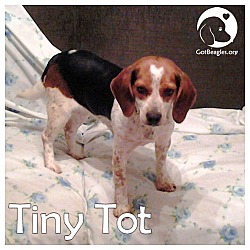 Thumbnail photo of Tiny Tot #1