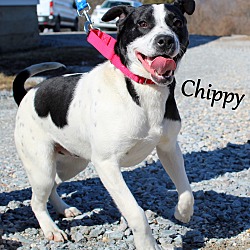 Thumbnail photo of Chippy ~ meet me! #2