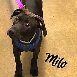 Thumbnail photo of Milo #4