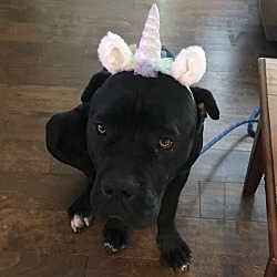 Cane Corso Puppies For Sale In San Diego California