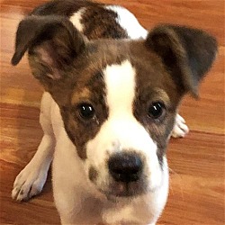 Photo of Molasses
