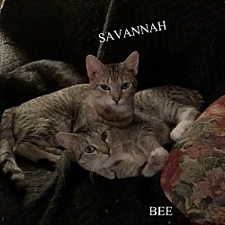 Thumbnail photo of Savannah #3