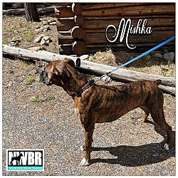 Thumbnail photo of Mishka #4