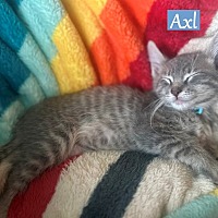 adopt a pet