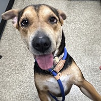 adopt a pet