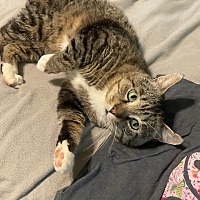 adopt a pet