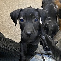 adopt a pet