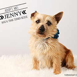 Thumbnail photo of Jenny-pending adoption #2
