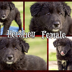 Thumbnail photo of Hershey (POM) #4