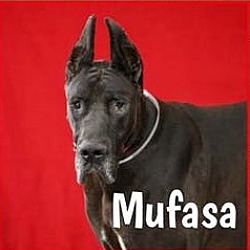 Thumbnail photo of Mufasa #4