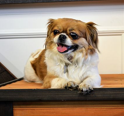 Chandler Az Pekingese Meet Punkin A Pet For Adoption