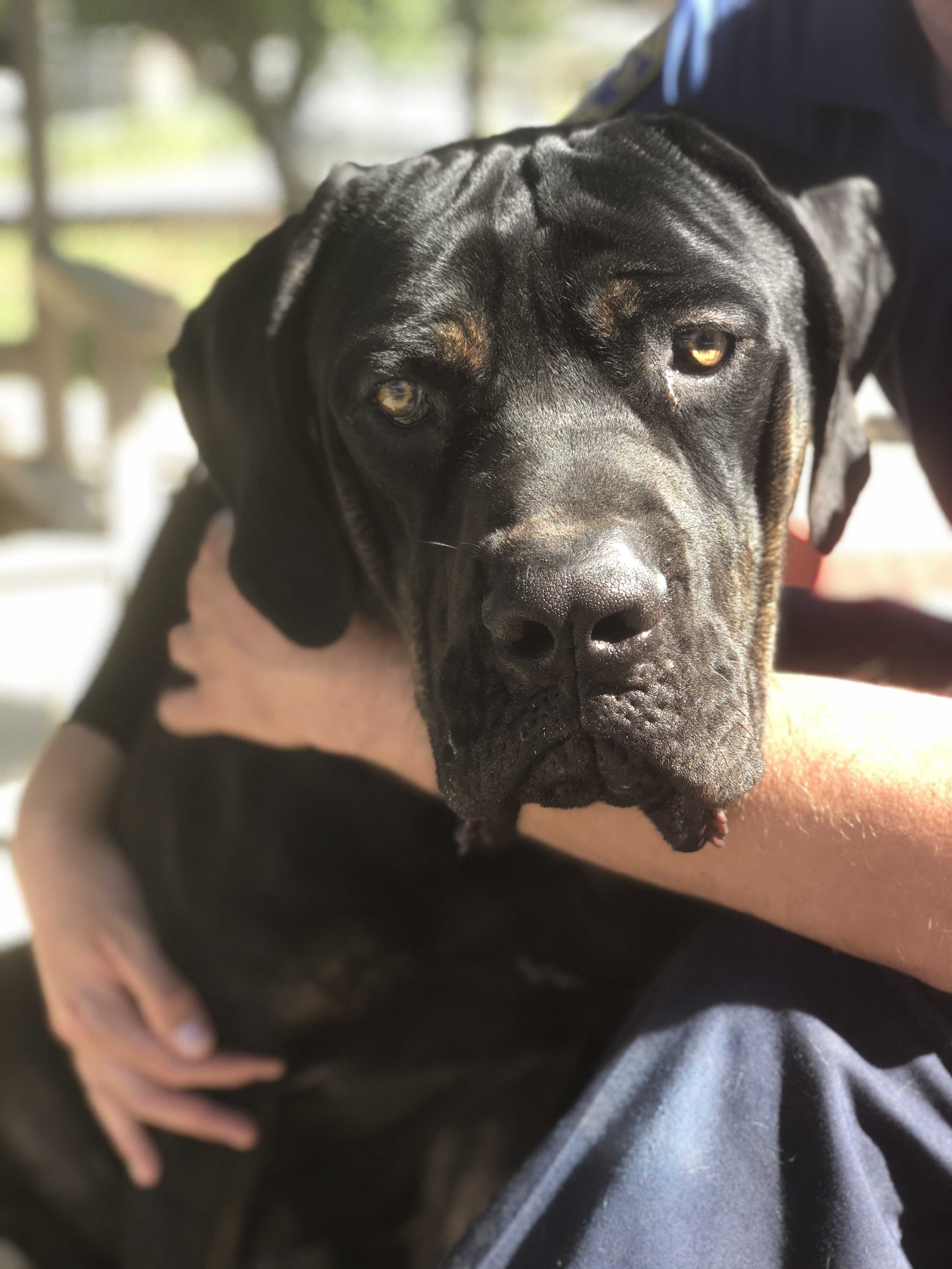 Los Angeles Ca Cane Corso Meet Desoto A Pet For Adoption